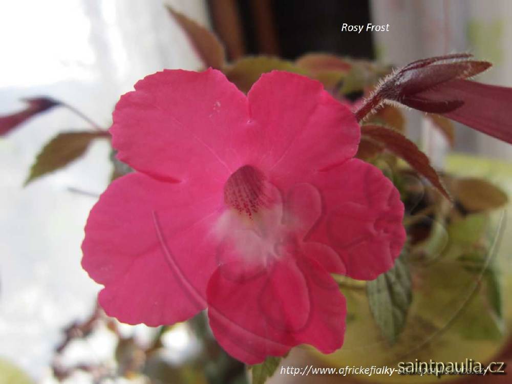 Rosy Frost