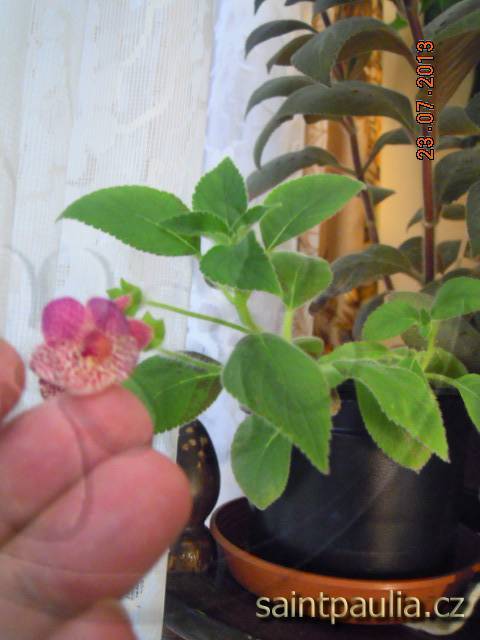 DSCN2134