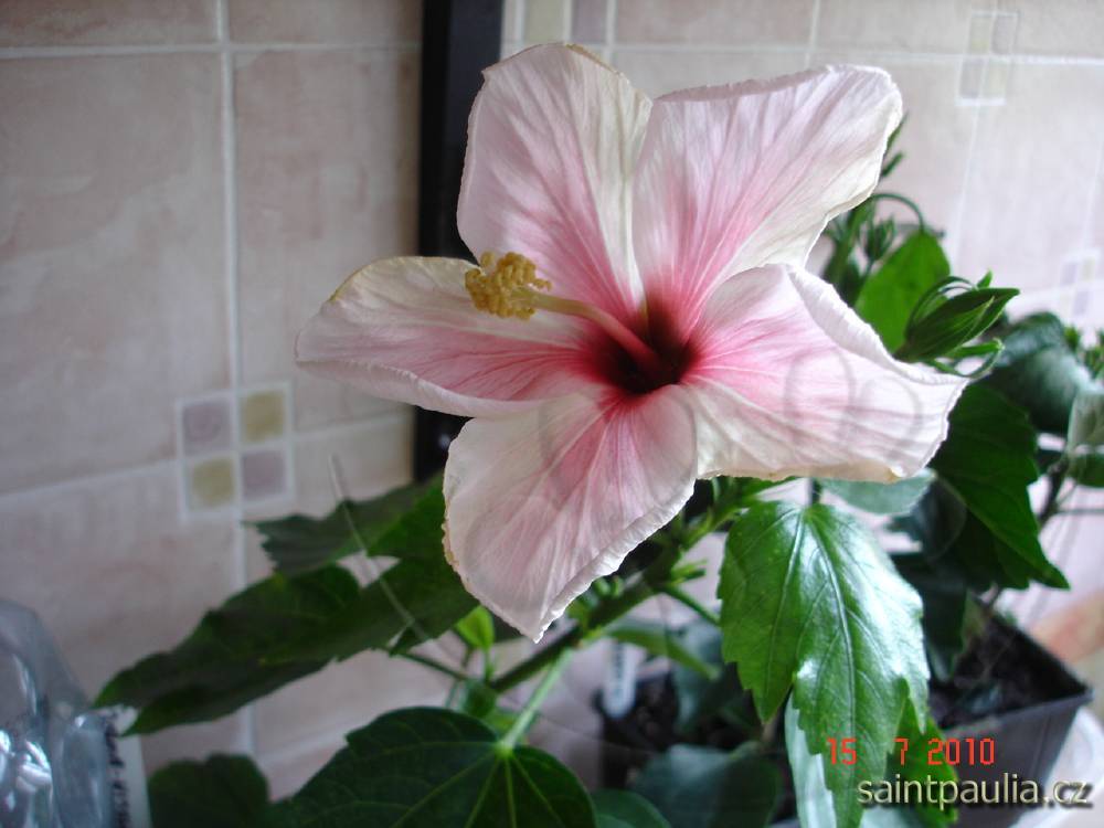 Camelia