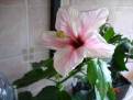 Camelia
