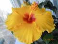 Royal Yellow