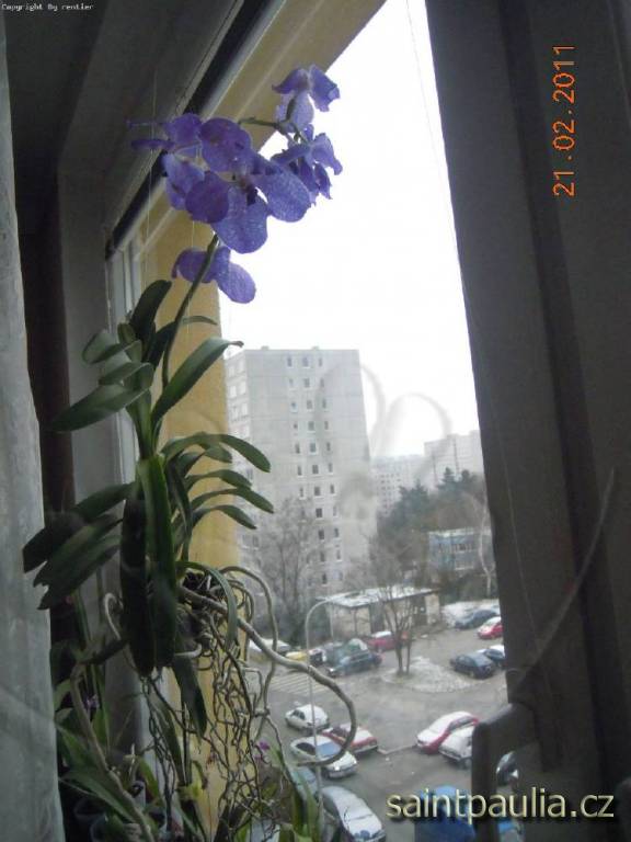 Vanda