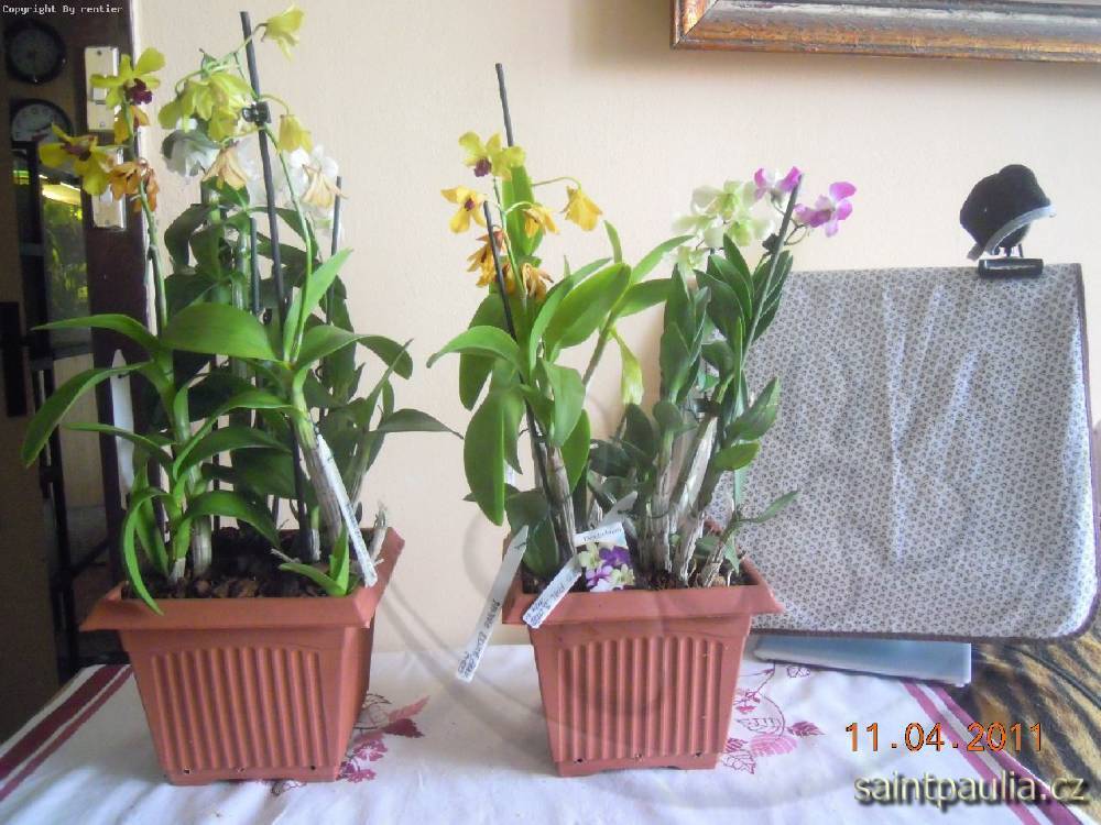 Dendrobia - pospolu a daří se jim