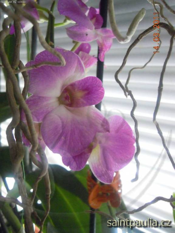 Dendrobium, asi Odra