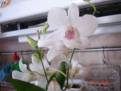 Dendrobium Berry Oda bílé, růžový střed