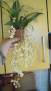 Oncidium Twinkle White