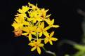 Epidendrum r.