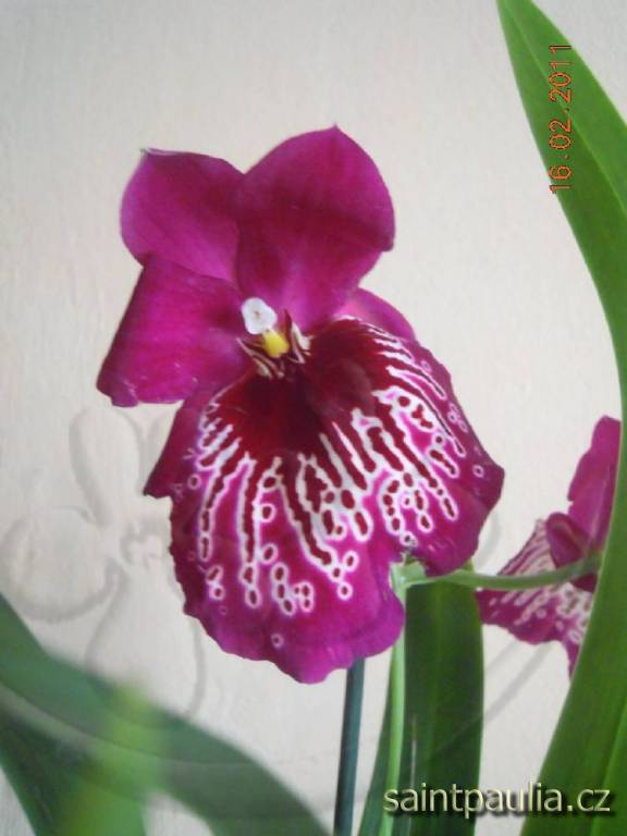 Miltoniopsis