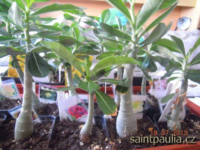 Adenium, 16měsíční