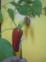 Chilli Chichimeca