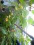 Chilli Numex Twilight