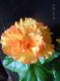 Rosalind