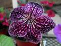 JL-Plum Alley 12A