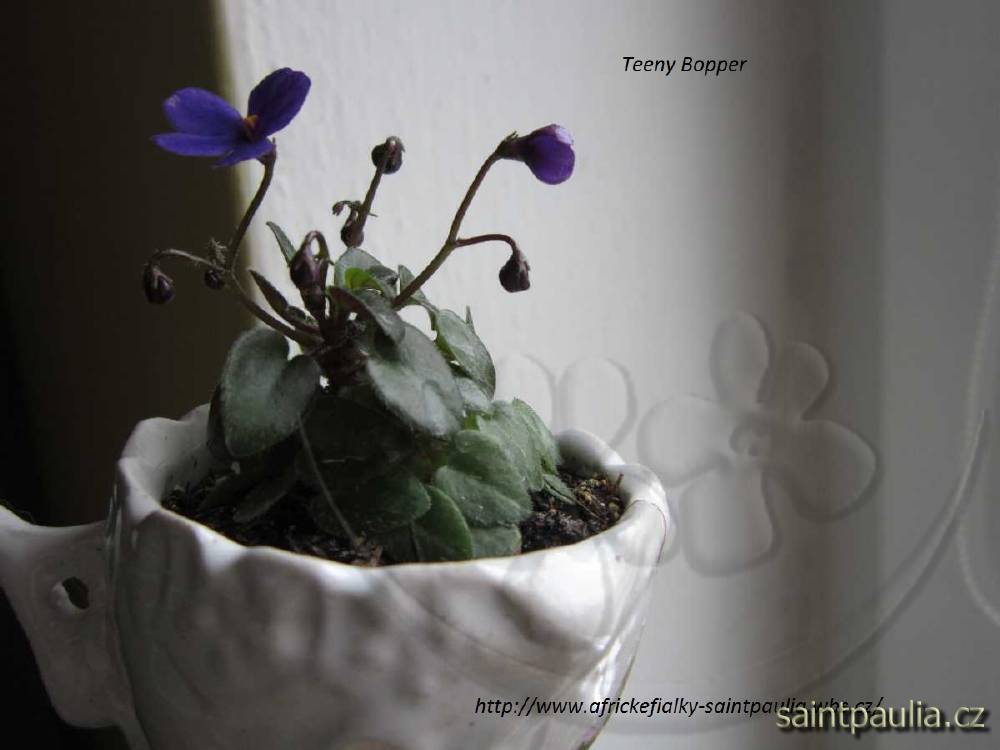 Teeny Bopper