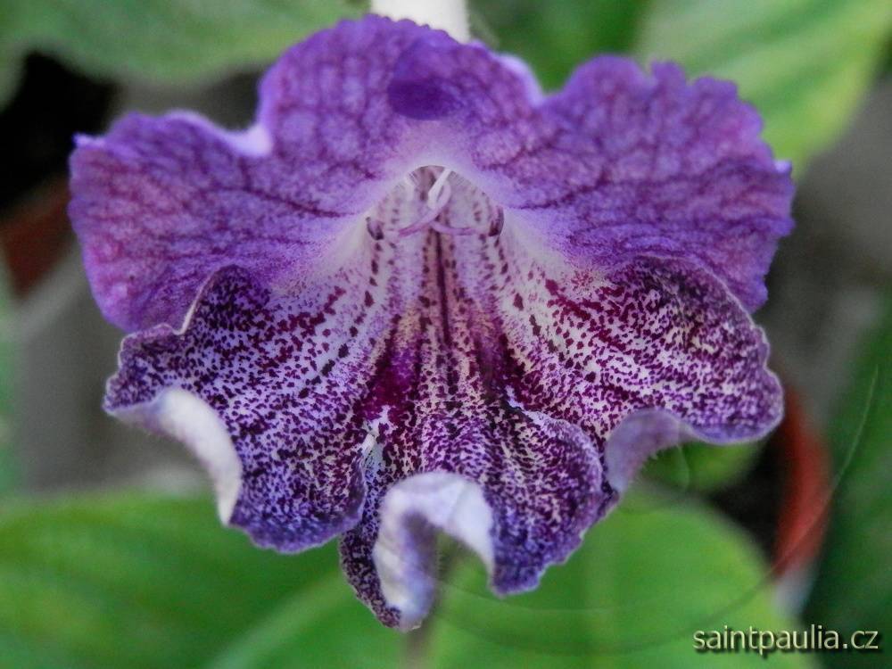 JL-Painted Lady 1221