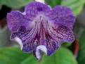 JL-Painted Lady 1221