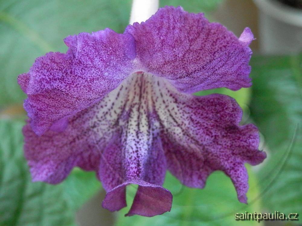 JL-Purple Veil 1221