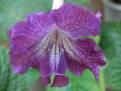 JL-Purple Veil 1221