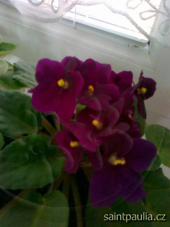 bordo