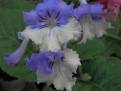 JL-Violeta 1236