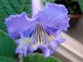 JL-Blue Butterfly 1236