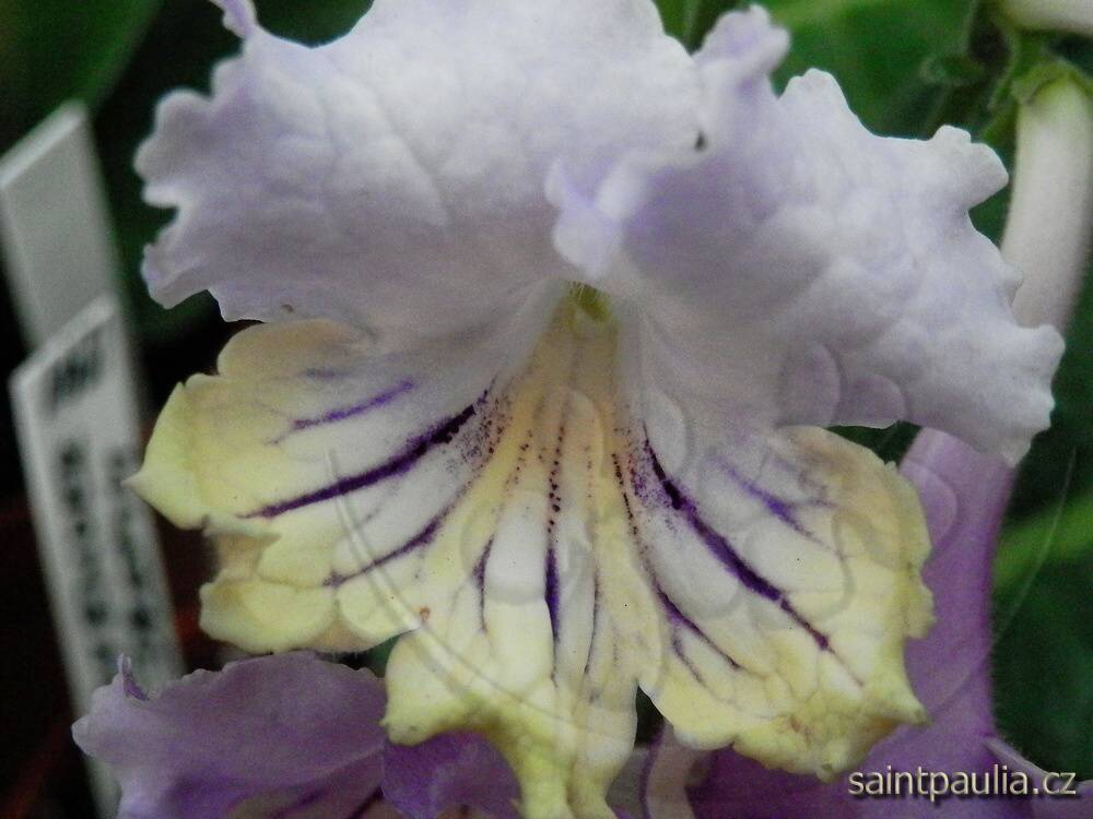 JL-Lavender Dream 1241