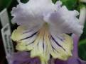 JL-Lavender Dream 1241