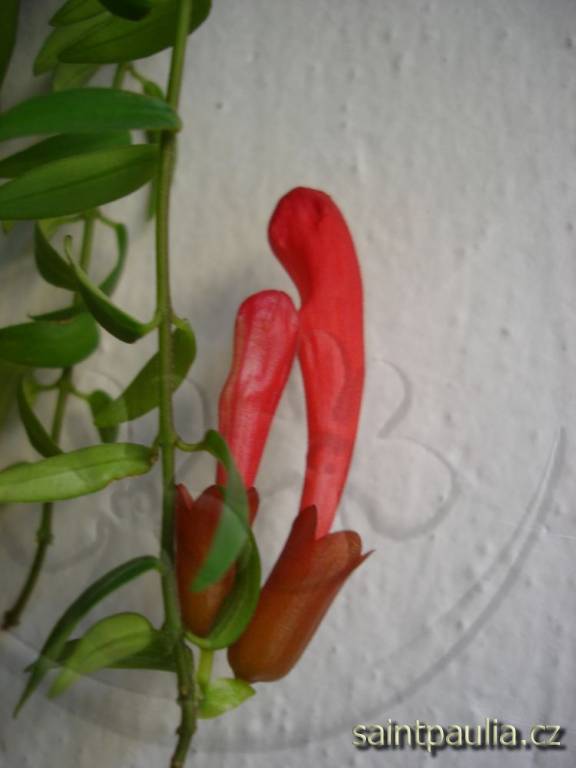 Japhrolepis