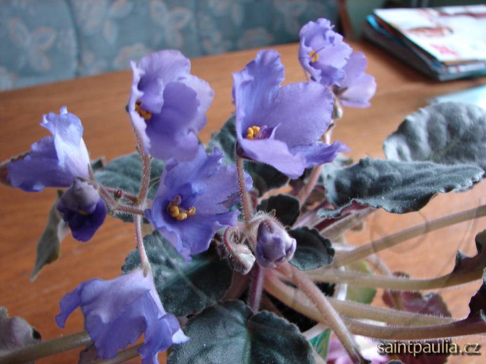 Senk's Big Bells