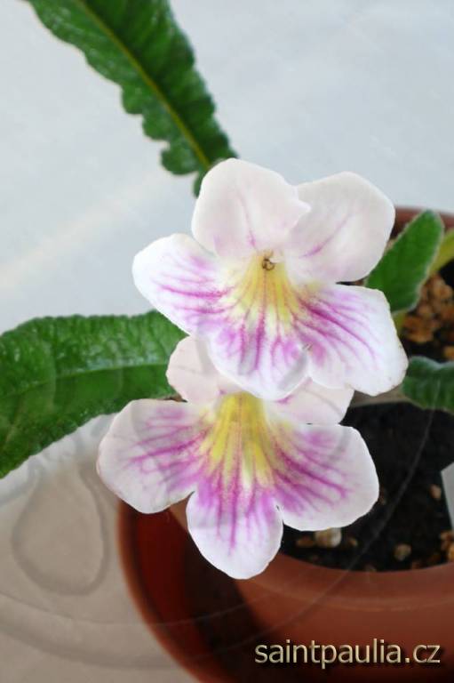 Awena