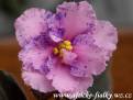 Carnation Sprinkles Sport