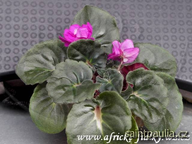 Granger's Dubonette Deb