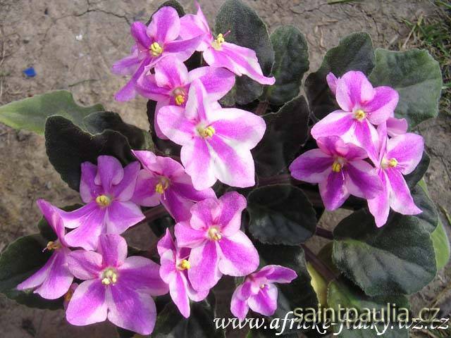 Amanda