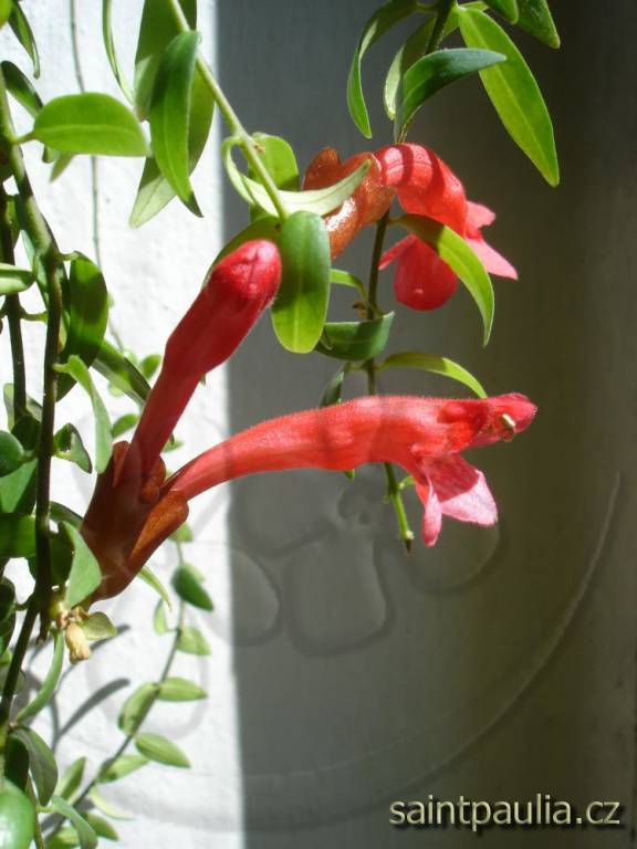Japhrolepis