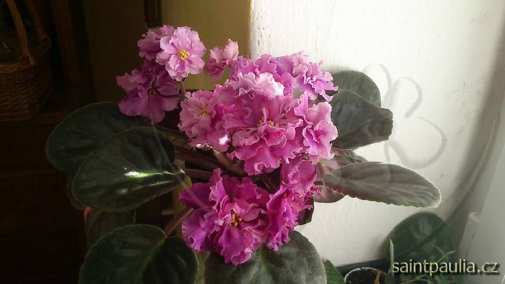 EK-Boginia Krasoty