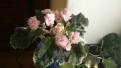 Ma's Corsage