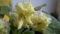 Mellow Yellow