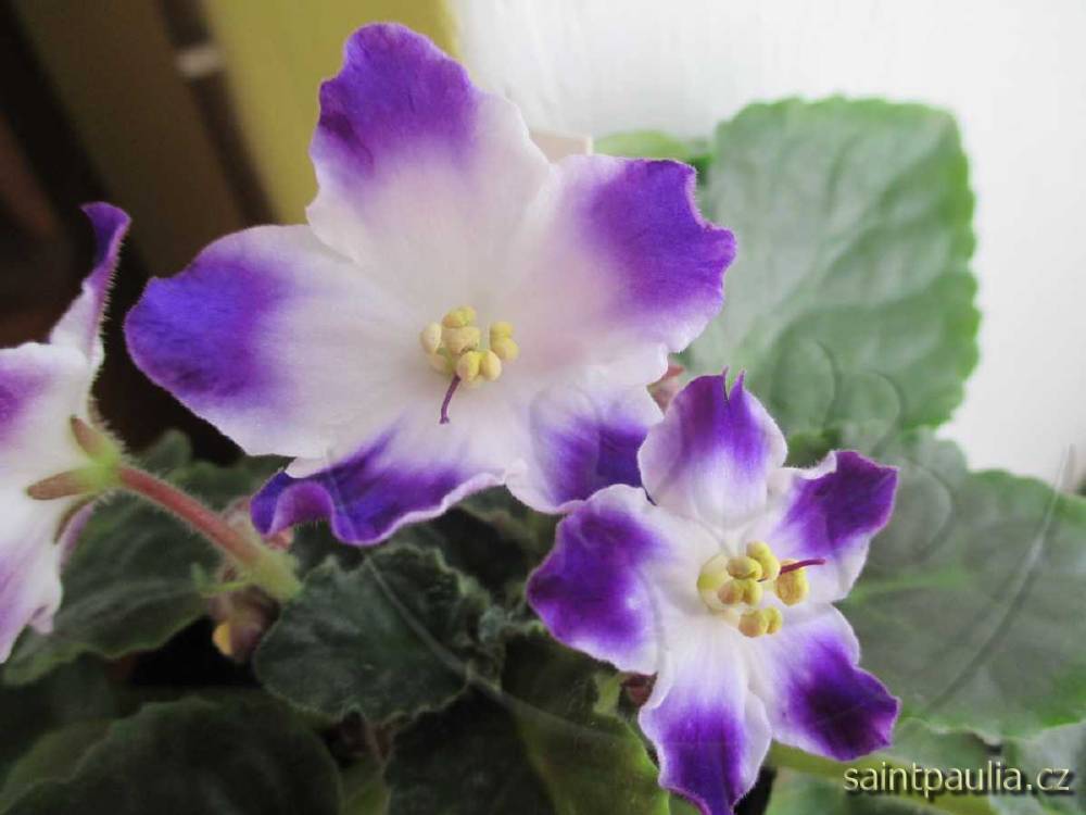 Bloomlover's Spirit