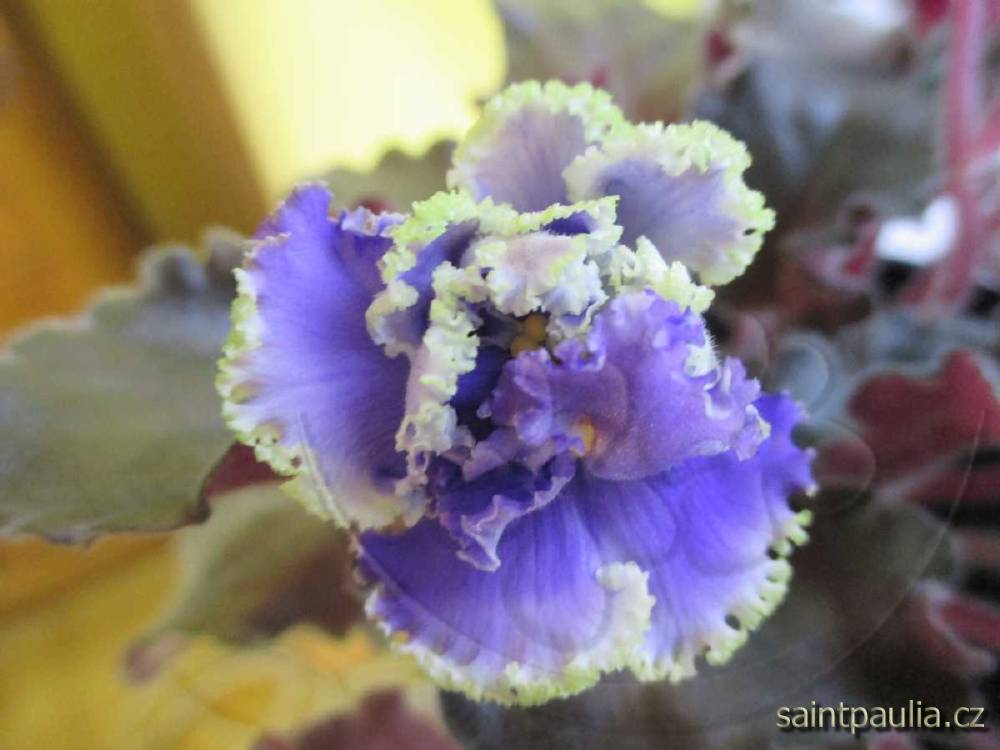 Blueberry Mint