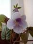 Sinningia eumorpha Saltão