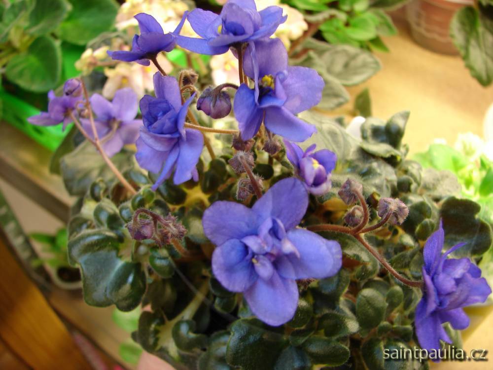 Shiawasee Trail Sport
