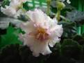 Sunkissed Rose