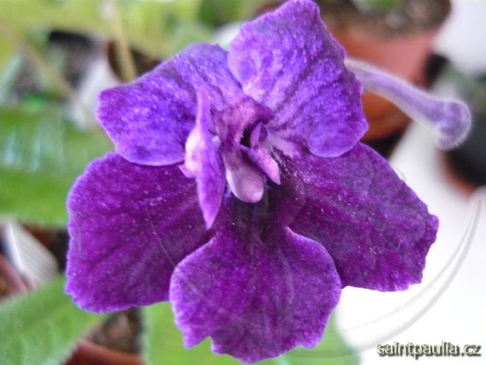 Black Gardenia