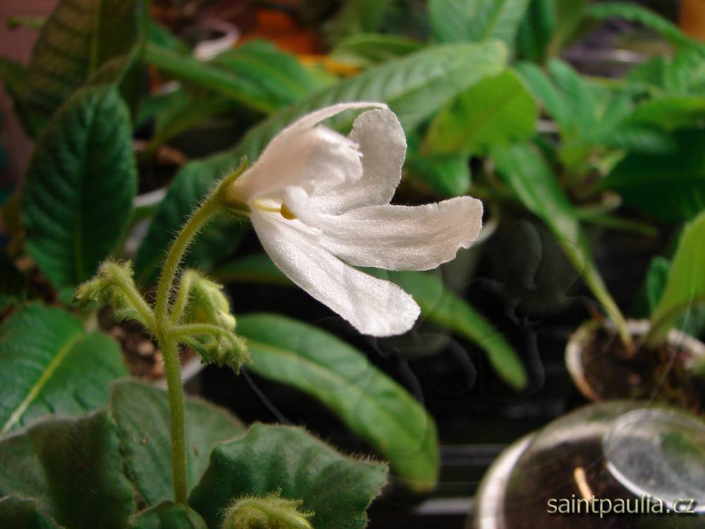 Lunar Lily White
