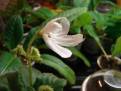Lunar Lily White