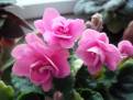 Rococo Rose