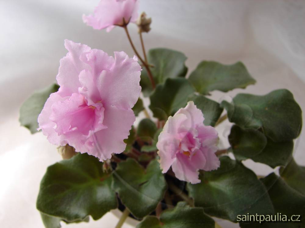 Allegro Winsome Pink
