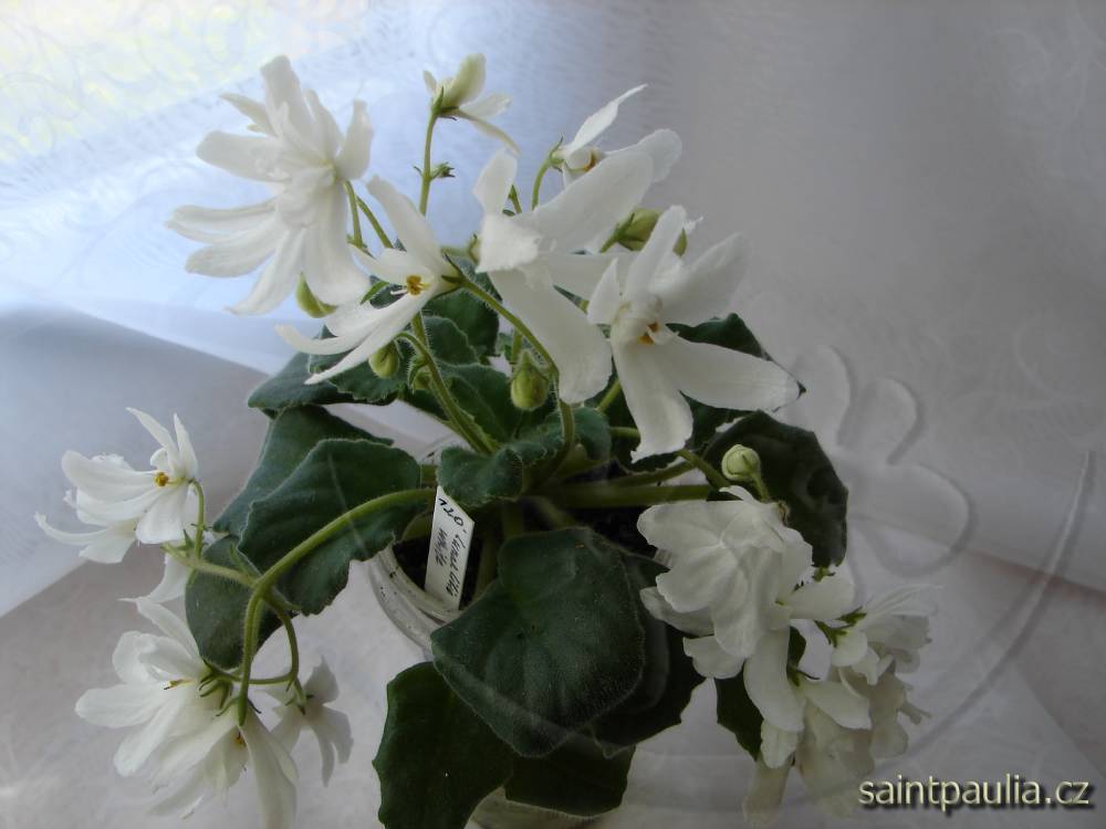 Lunar Lily White