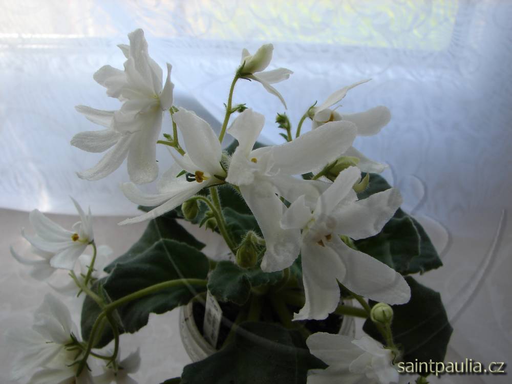 Lunar Lily White