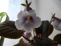 Sinningia eumorpha Saltão